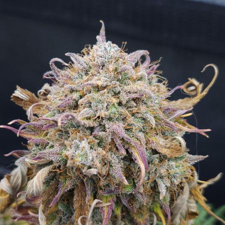 LSO Autoflowers 2.0 !