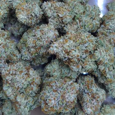 LSO Autoflowers !
