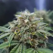 Night Owl LSO/Organics !