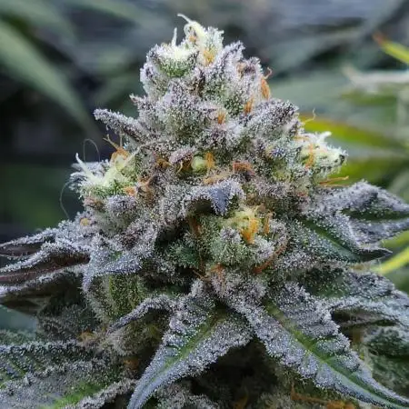 Beleaf, Ethos, Crossbone Genetics !
