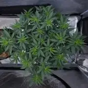 Romdog/Garlic Fever LSO + Organics !