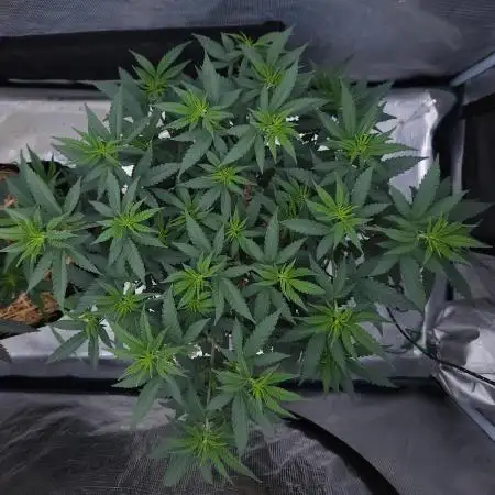 Romdog/Garlic Fever LSO + Organics !