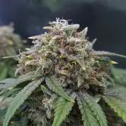 Night Owl LSO/Organics !