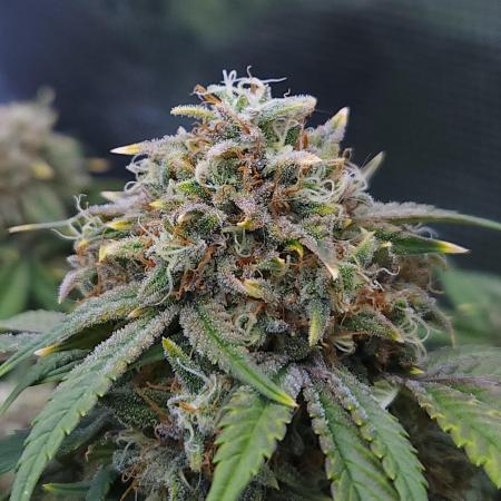 Night Owl LSO/Organics !