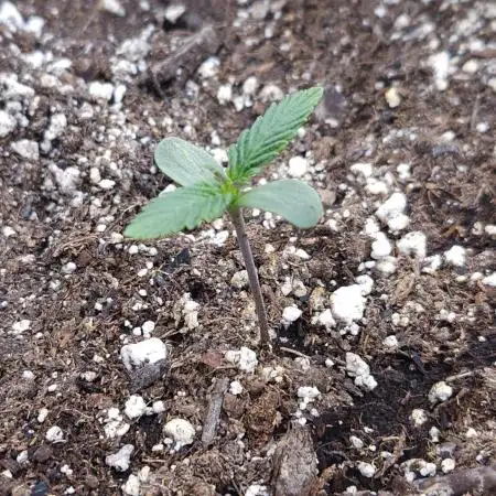 LSO Autoflowers 2.0 !