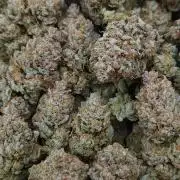 Romdog/Garlic Fever LSO + Organics !