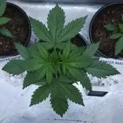 Butterbean Birdseed - Fast Flowering LSO