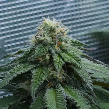 Beleaf, Ethos, Crossbone Genetics !