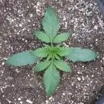 LSO Autoflowers 2.0 !