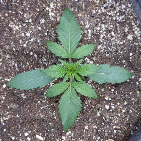 LSO Autoflowers 2.0 !