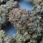 Ghost OG x's (Autoflower)