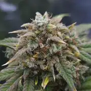 Night Owl LSO/Organics !