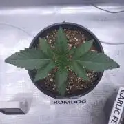 Romdog/Garlic Fever LSO + Organics !