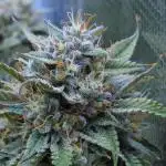 LSO Autoflowers !