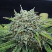 LSO Autoflowers 2.0 !