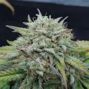 LSO Autoflowers 2.0 !