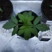 Butterbean Birdseed - Fast Flowering LSO