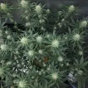 Romdog/Garlic Fever LSO + Organics !