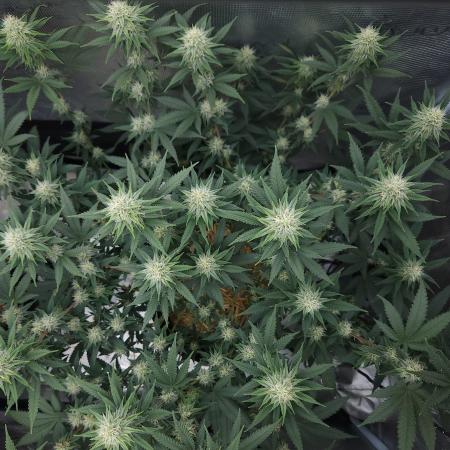 Romdog/Garlic Fever LSO + Organics !