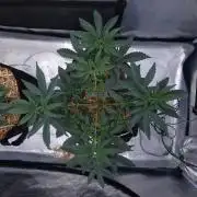 Romdog/Garlic Fever LSO + Organics !
