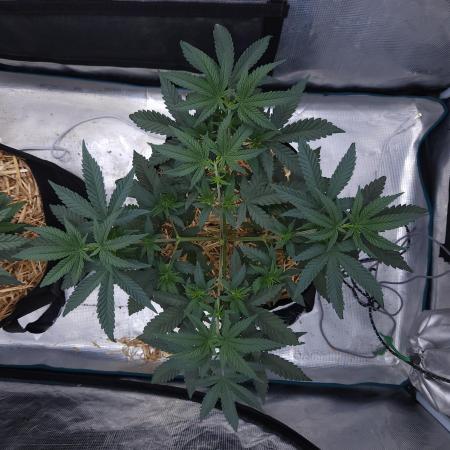 Romdog/Garlic Fever LSO + Organics !