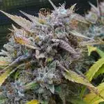 LSO Autoflowers !