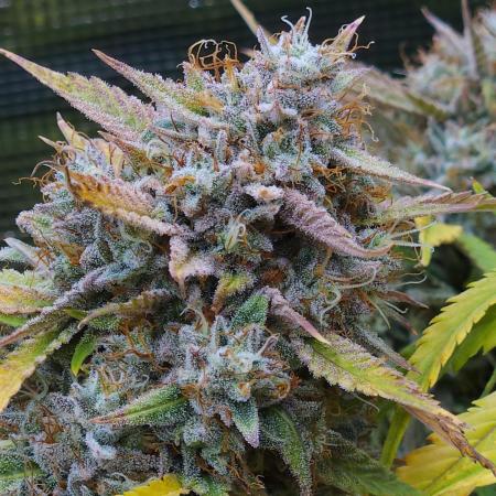 LSO Autoflowers !