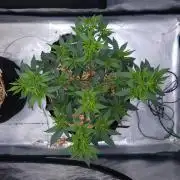 Romdog/Garlic Fever LSO + Organics !