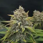 Romdog/Garlic Fever LSO + Organics !