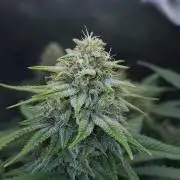Romdog/Garlic Fever LSO + Organics !