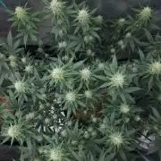 Romdog/Garlic Fever LSO + Organics !