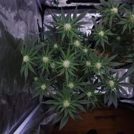 Night Owl LSO/Organics !