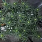 Romdog/Garlic Fever LSO + Organics !
