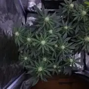 Night Owl LSO/Organics !