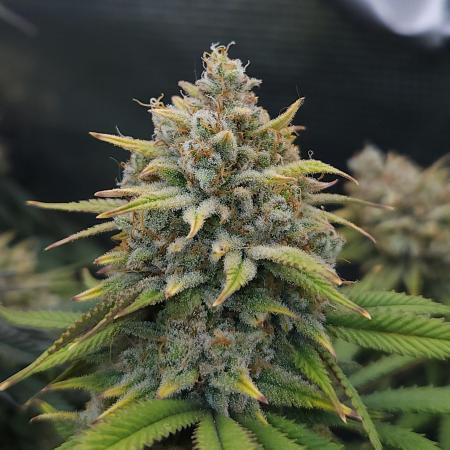 Romdog/Garlic Fever LSO + Organics !