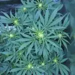 LSO Autoflowers !