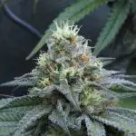 Beleaf, Ethos, Crossbone Genetics !