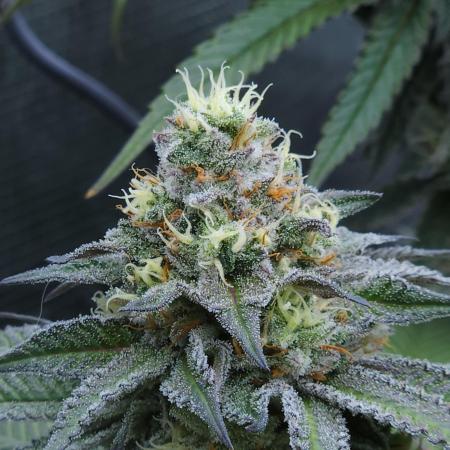 Beleaf, Ethos, Crossbone Genetics !