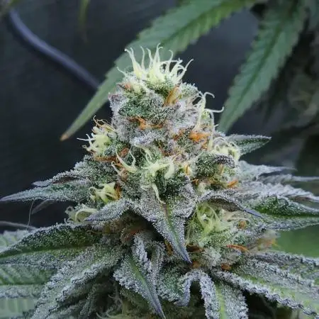 Beleaf, Ethos, Crossbone Genetics !