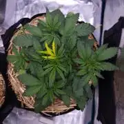 Night Owl LSO/Organics !