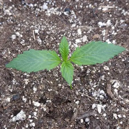 LSO Autoflowers 2.0 !