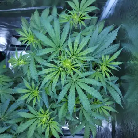 LSO Autoflowers !