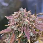 Night Owl LSO/Organics !