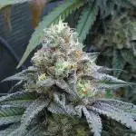 Beleaf, Ethos, Crossbone Genetics !