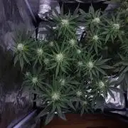 Night Owl LSO/Organics !