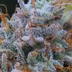 LSO Autoflowers !