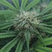 LSO Autoflowers 2.0 !