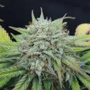 LSO Autoflowers 2.0 !