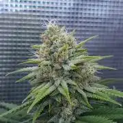 Romdog/Garlic Fever LSO + Organics !