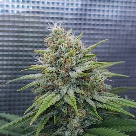 Romdog/Garlic Fever LSO + Organics !